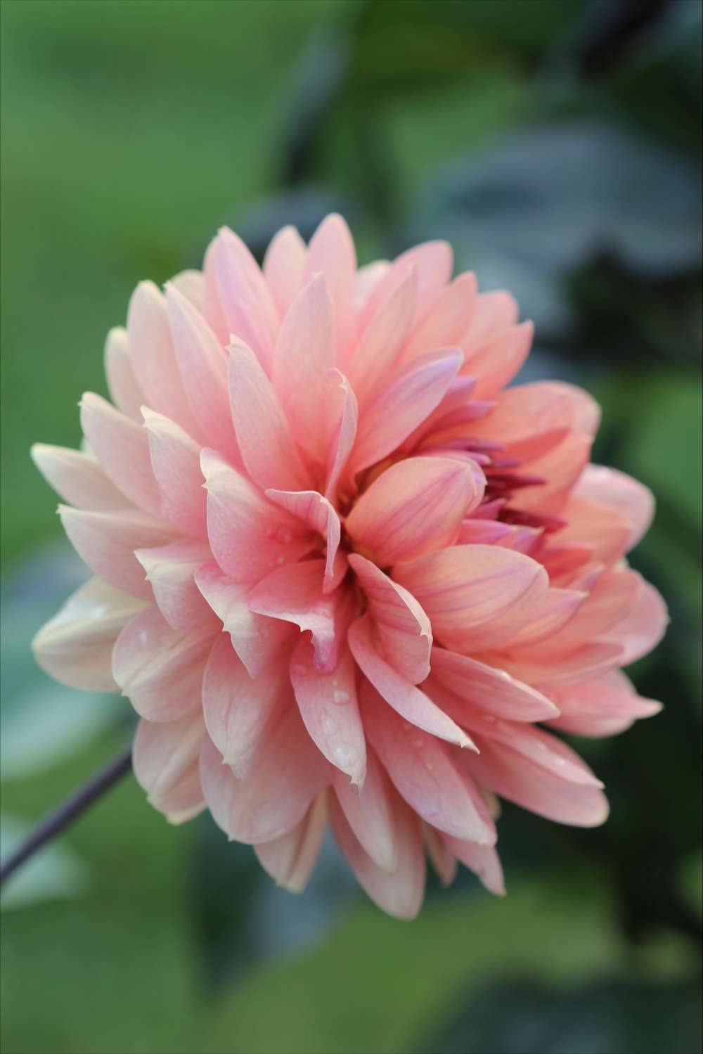 Dahlia 'Château de la Bourdaisière'